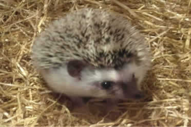 How Often Do You Have To Clean a Hedgehog’s Cage? – African Pygmy Hedgehogs