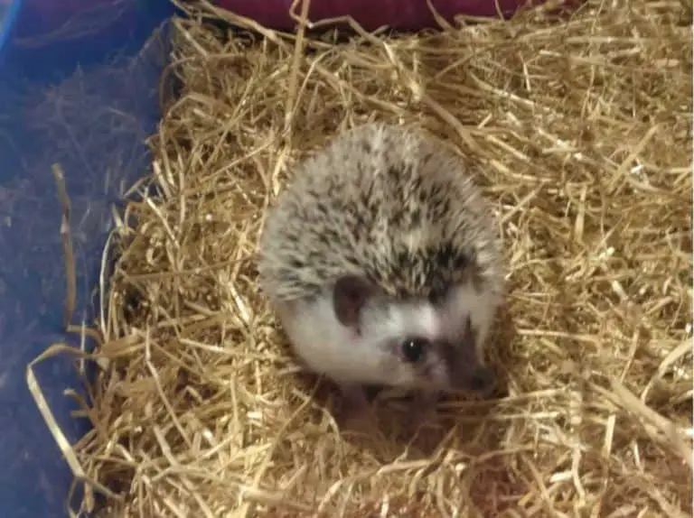 7 Essential Items Hedgehogs Need In Their Cage (Checked Out) African