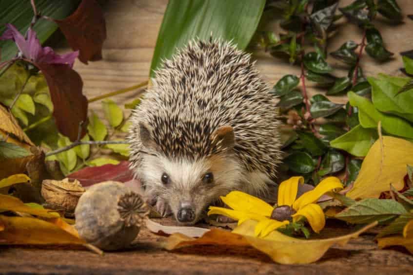 What vegetables can African Pygmy Hedgehogs eat? 16 options reviewed