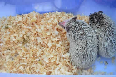 two pygmy hedgehogs in a cage with wooden shavings bedding