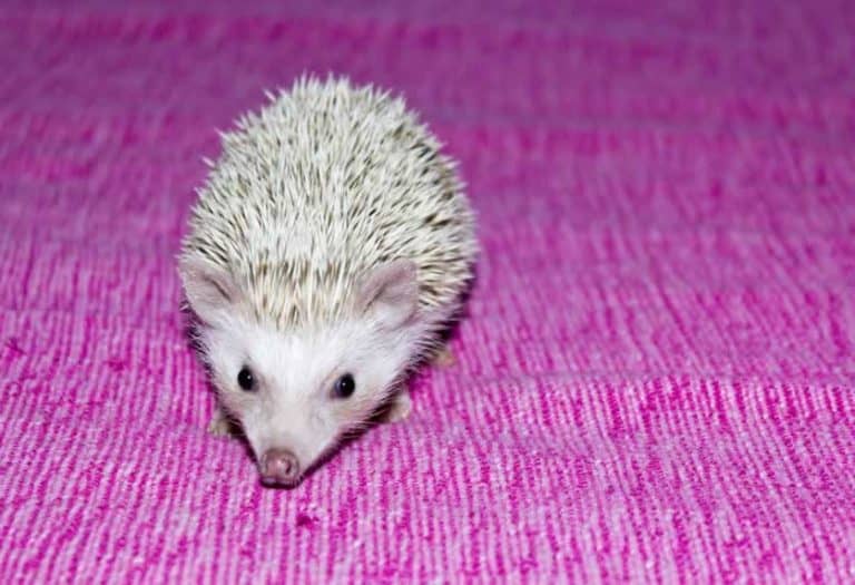 10 Super Tips For The Best Bedding For A Hedgehog (Amazing) African