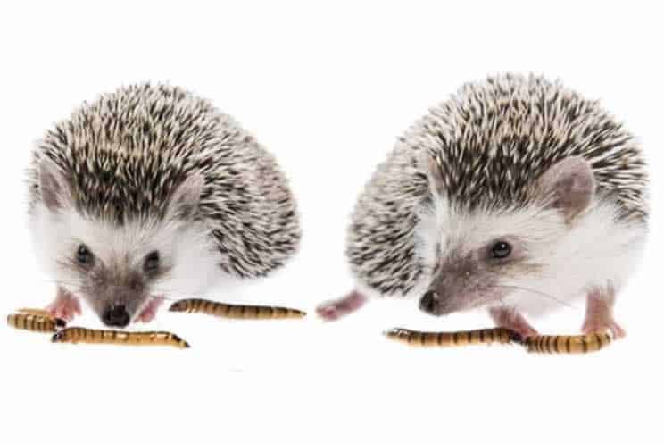 two pygmy hedgehogs eating mealworms