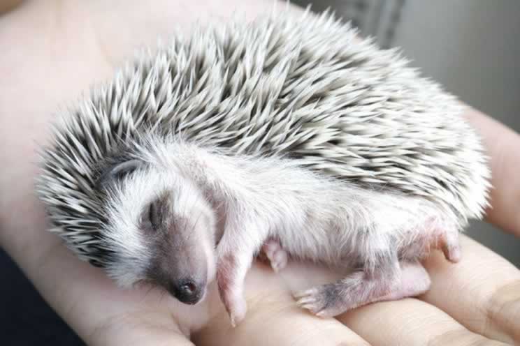 Pygmy hedgehog fast asleep in their owner hand