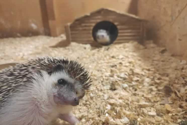 One pygmy hedgehog in house the other pygmy hedgehog is staring at the camera 