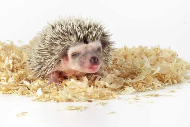 Baby pygmy hedgehog on wooden shavings