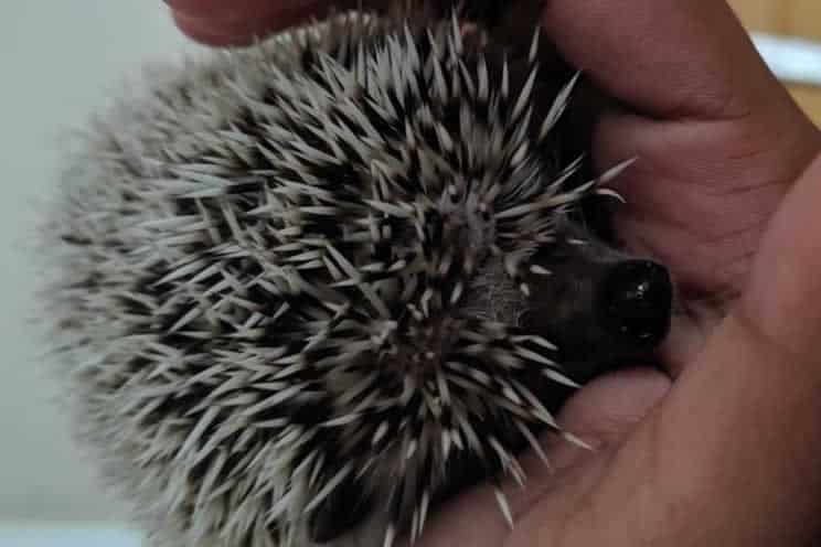 Pygmy hedgehog being held