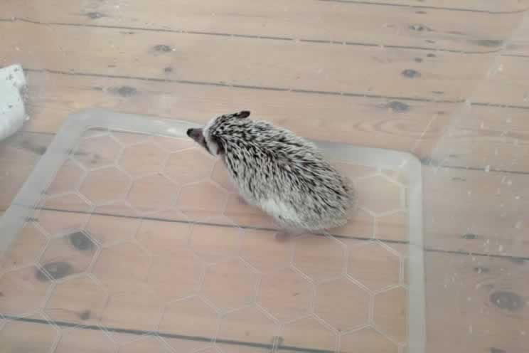 Pygmy hedgehog in a bath