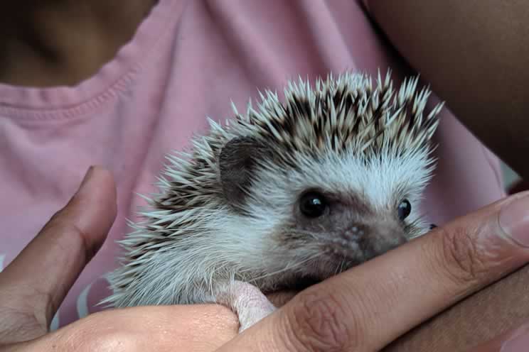 Pygmy hedgehog relaxing as they are held in their owners hand
