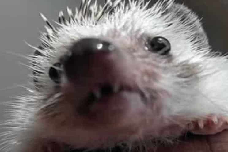 Pygmy hedgehog showing their sharp teeth
