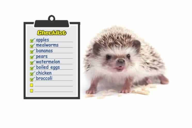Pygmy hedgehog next to list of things they can eat