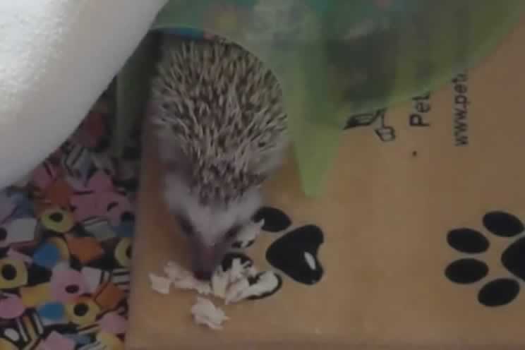 Pygmy hedgehog standing on a heat pad mat eating chicken