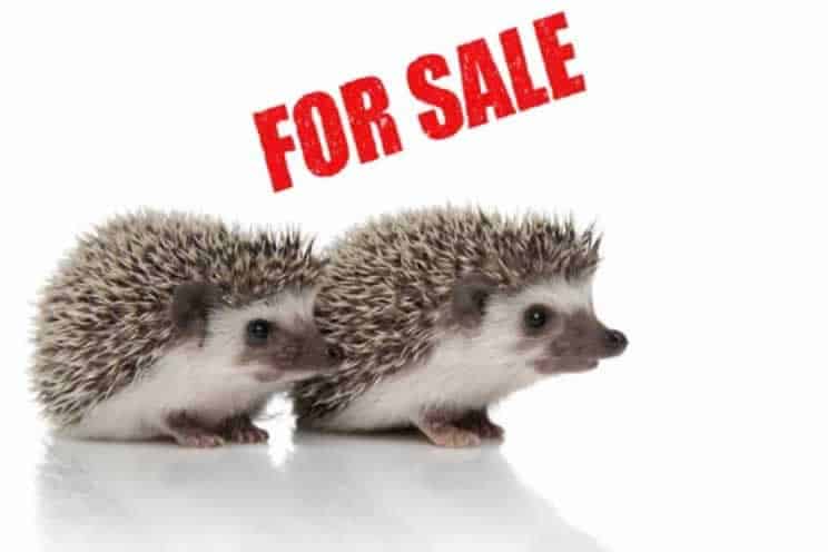 Two pygmy hedgehogs next to a for sale sign