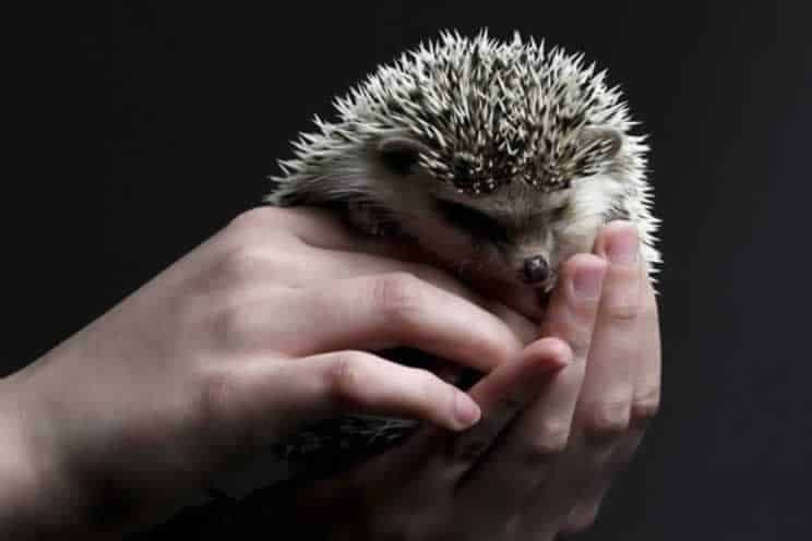 Grumpy pygmy hedgehog being held