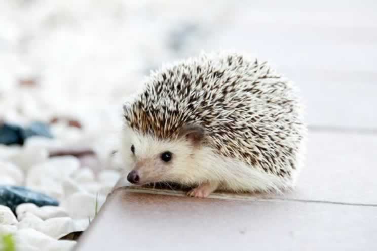 Cute pygmy hedgehog