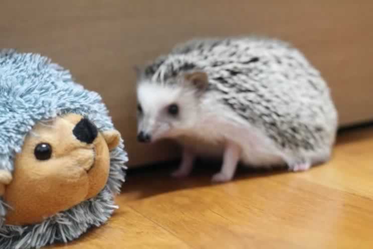 Pygmy hedgehog next to a large hedgehog soft toy