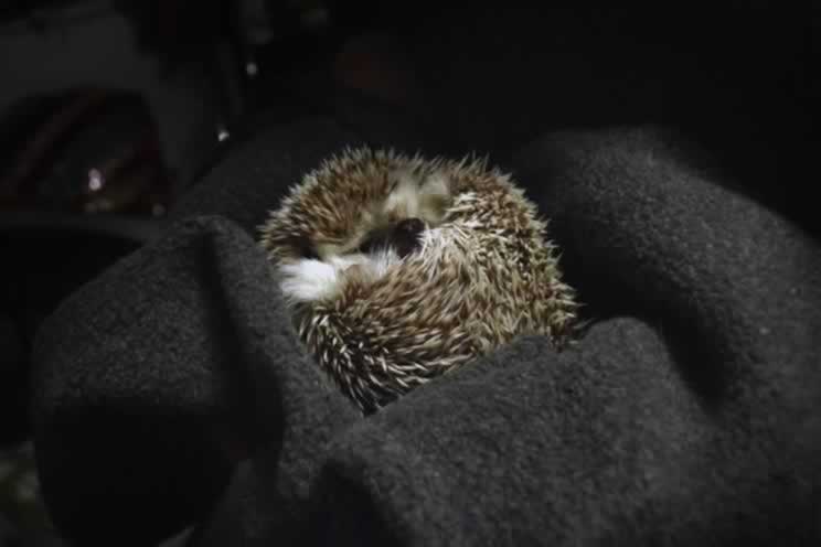 Pygmy hedgehog curled in blanket