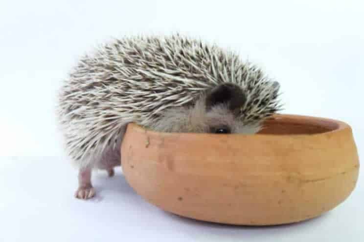 Pygmy hedgehog with head in food bowl eating