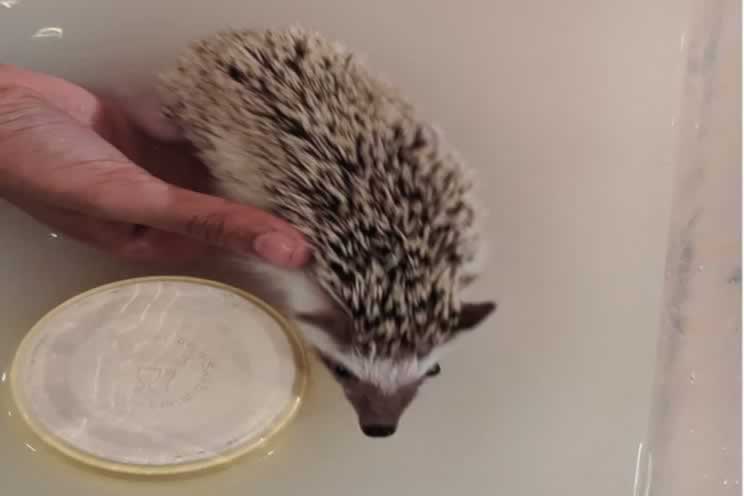 Pygmy hedgehog in bath with oatmeal for moisturizer