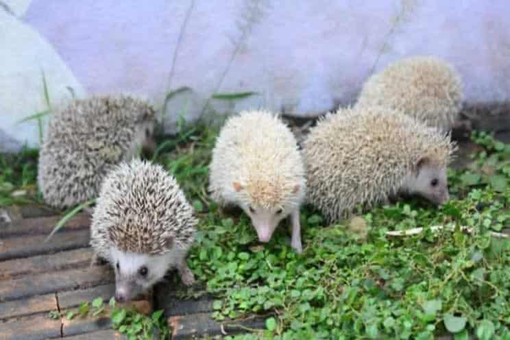 Many pygmy hedgehogs outdoors