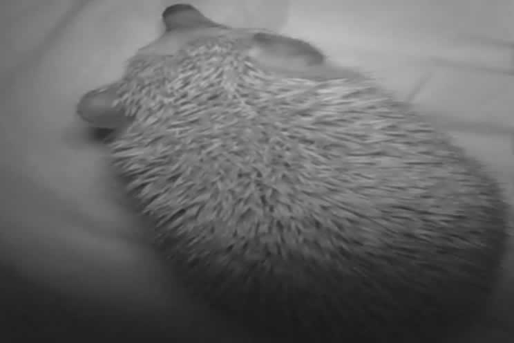 Infra red camera picture of pygmy hedgehog