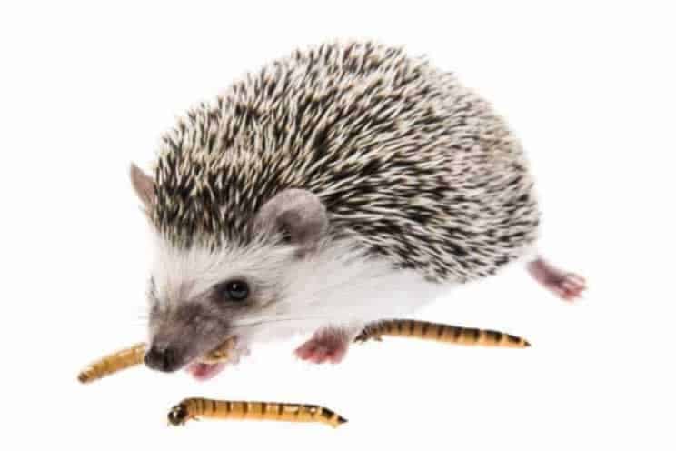 Pygmy hedgehog eating mealworms