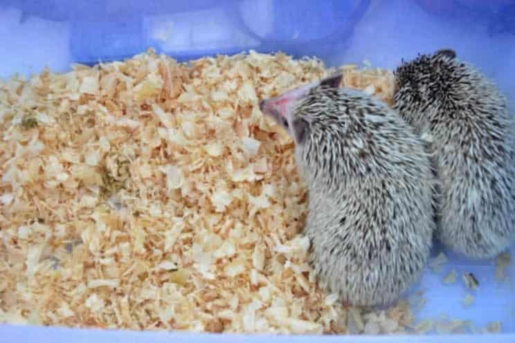 Two pygmy hedgehogs in a cage with wooden shavings for bedding