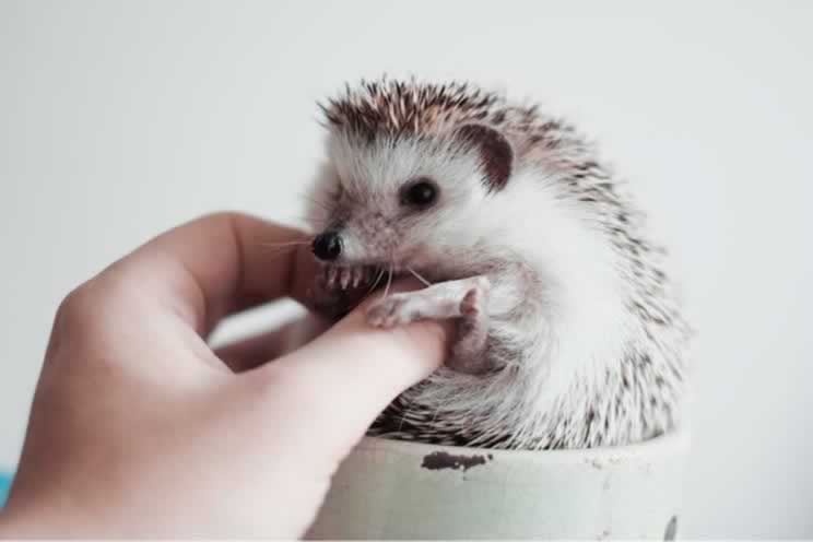 Pygmy hedgehog in a cup