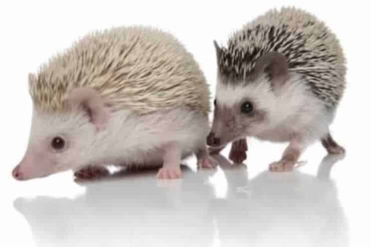 Two pygmy hedgehogs with each other