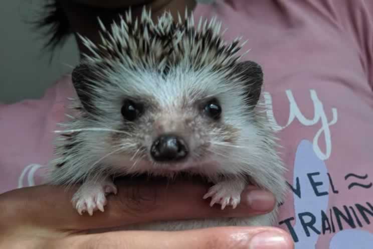 Pygmy hedgehog being held