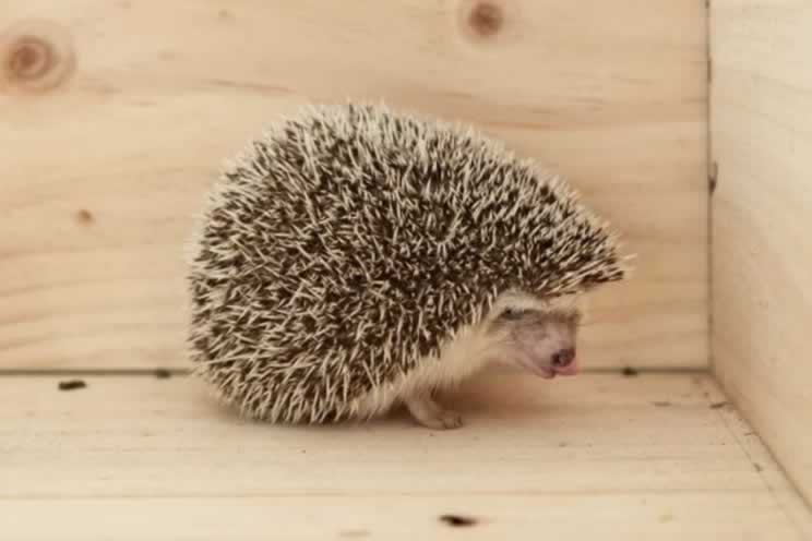 Pygmy hedgehog alone in a wooden cage