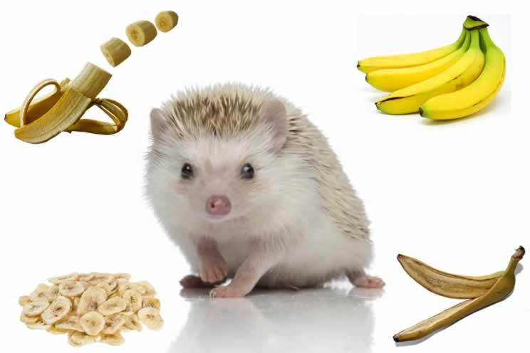 Pygmy hedgehog surrounded by bananas