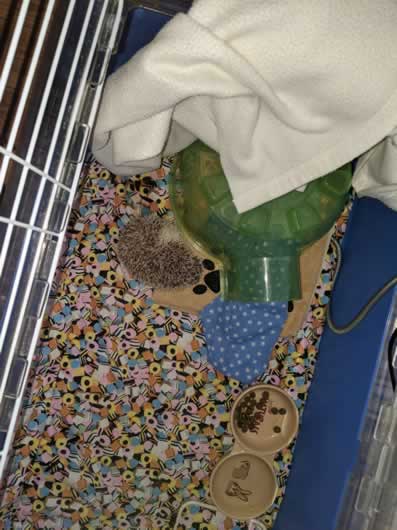 pygmy hedgehog roller up in their cage