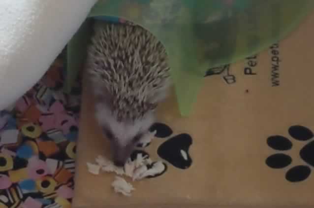Pygym hedgehog on heat mat pad eating chicken