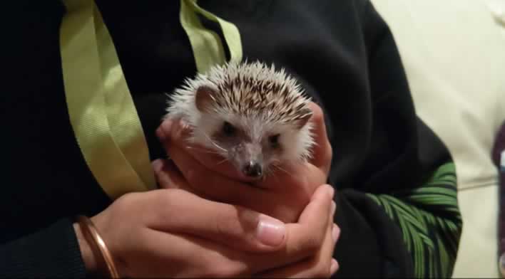 Woman holding pygmy hedgehog in her hands