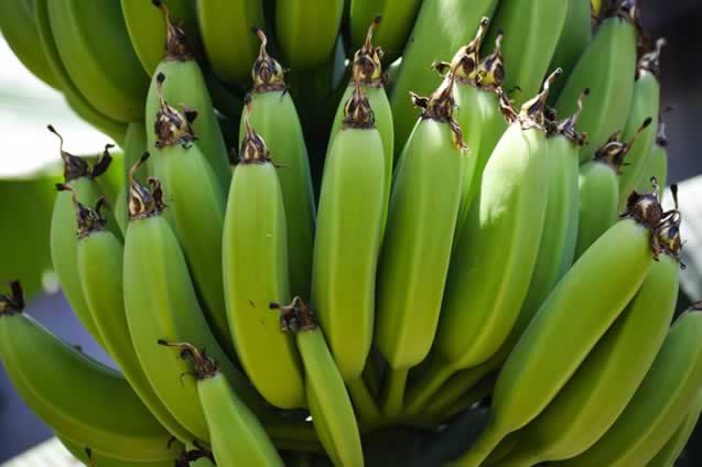 bunch of green ripe bananas hanging from a tree