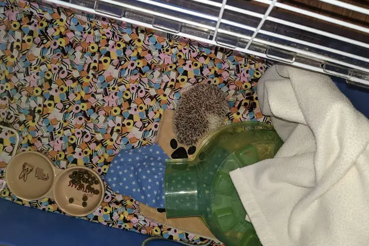 Pygmy hedgehog curled up in ball in his cage on his heat mat pad.