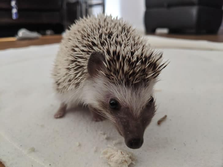 Pygmy hedgehog with tumor swelling on side of face