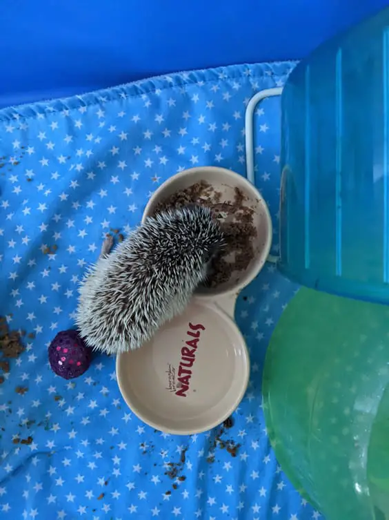 Pygmy hedgehog eating cat biscuits