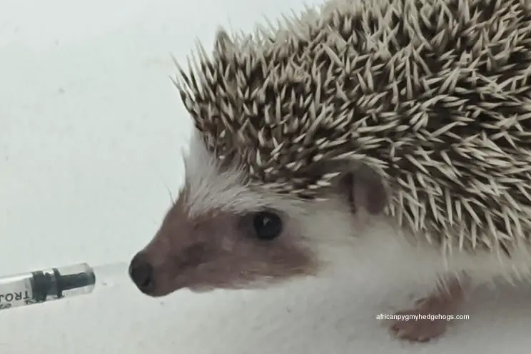 Pet hedgehog drinking medicine from a syringe