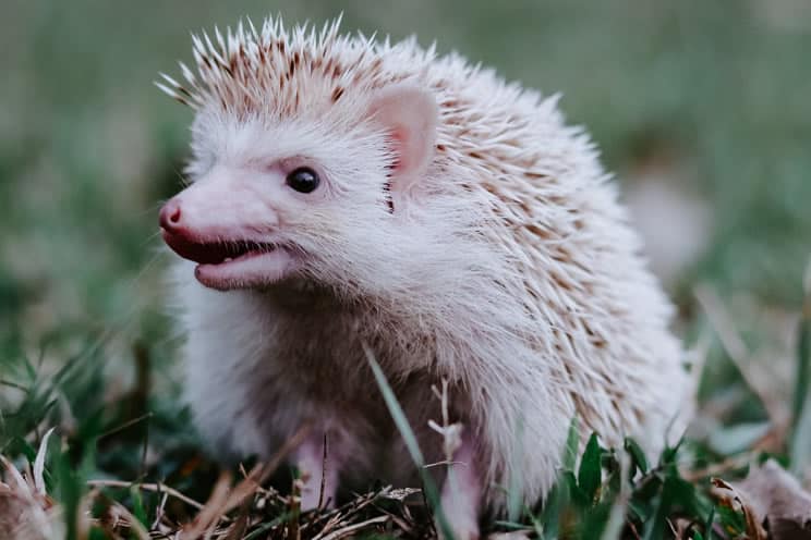 Pygmy hedgehog sat on grass
