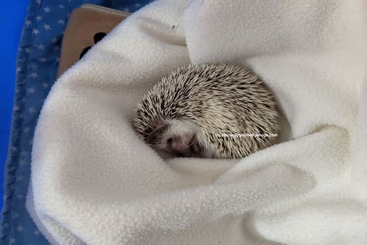 Ill hedgehog lying on top of a blanket