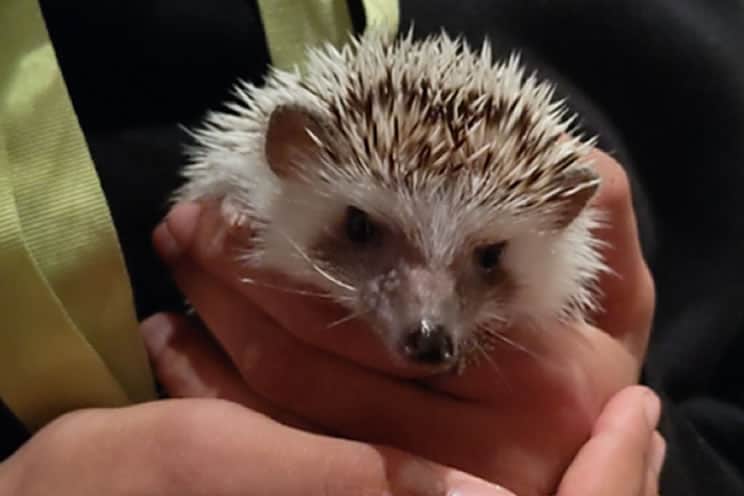 male african pygmy hedgehog held in owners hands