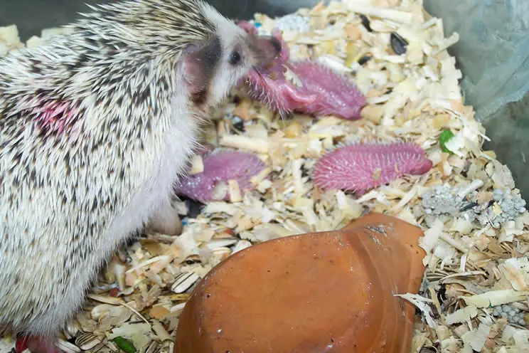 mother hedgehog with newly born baby hedgehogs